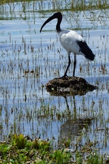 Threskiornis aethiopicus