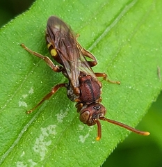 Nomada cuneata
