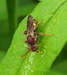 Nomada cuneata