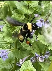 Bombus auricomus