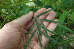 Lathyrus pallescens