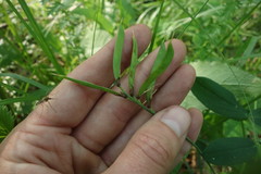 Lathyrus pallescens