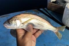 Genyonemus lineatus