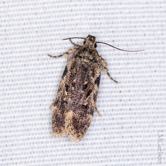 Chionodes formosella