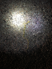 Bogertophis subocularis