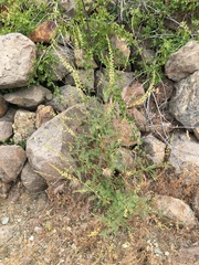 Astragalus clevelandii