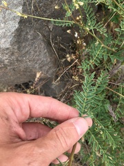 Astragalus clevelandii
