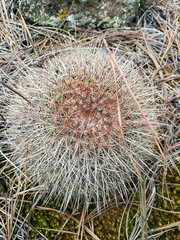 Mammillaria discolor