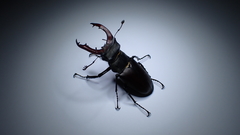 Lucanus cervus