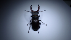 Lucanus cervus