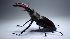 Lucanus cervus