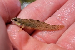Etheostoma lepidum