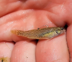 Etheostoma lepidum
