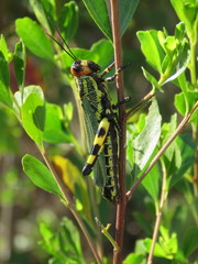 Zoniopoda danottei
