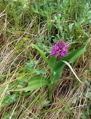 Dactylorhiza purpurella