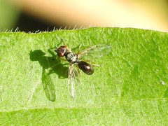 Rivellia maculipennis