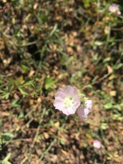 Sidalcea hickmanii napensis