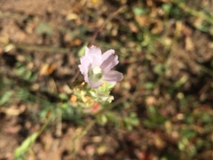 Sidalcea hickmanii napensis