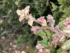 Cystotheca lanestris