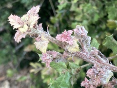 Cystotheca lanestris