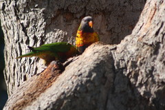 Trichoglossus moluccanus moluccanus