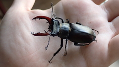 Lucanus cervus