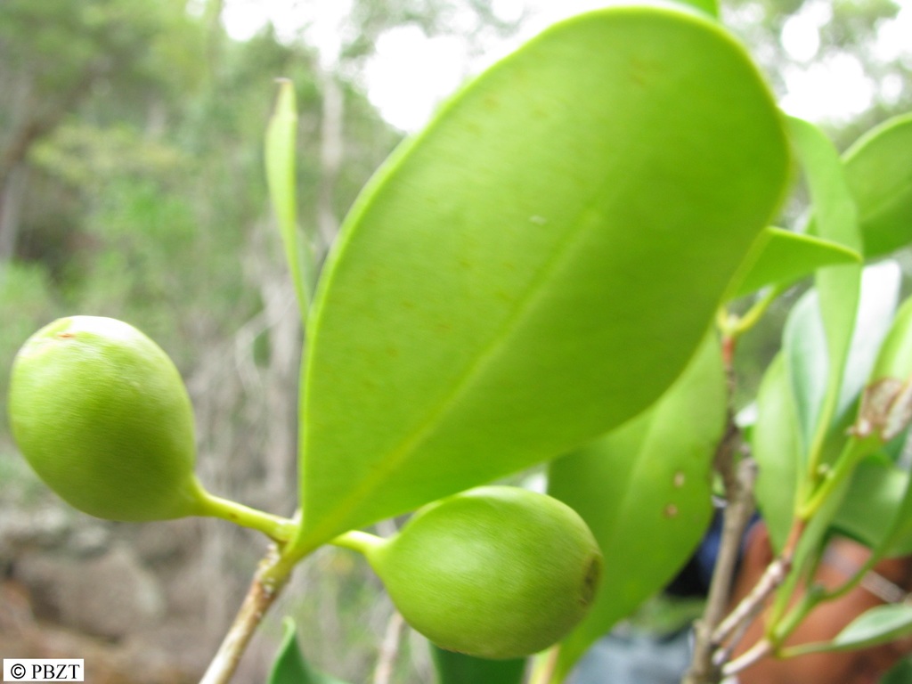 Coffea bertrandii