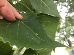 Phyllocoptes didelphis