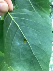 Phyllocoptes didelphis