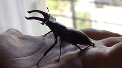 Lucanus cervus