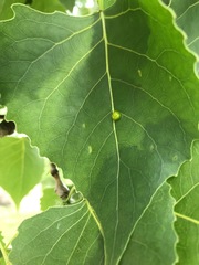 Phyllocoptes didelphis