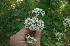 Valeriana rossica