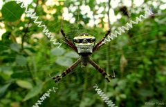 Argiope anasuja