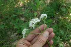 Valeriana rossica