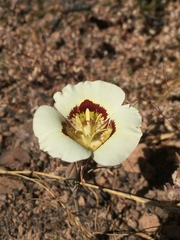 Calochortus superbus