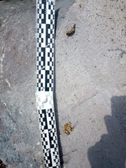 Bassariscus astutus