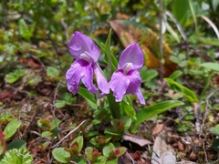 Roscoea alpina