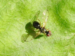 Rivellia maculipennis