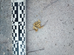 Bassariscus astutus