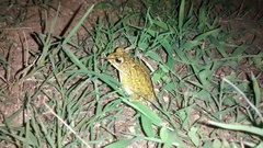 Incilius mazatlanensis