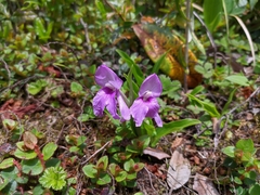 Roscoea alpina