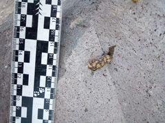 Bassariscus astutus