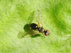 Rivellia maculipennis