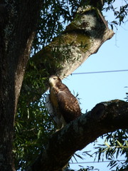 Buteo jamaicensis