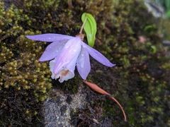 Pleione hookeriana
