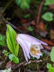 Pleione hookeriana