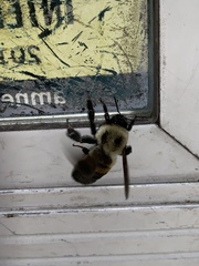 Bombus griseocollis