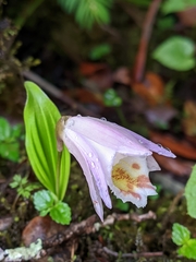 Pleione hookeriana