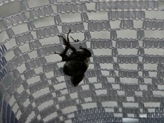 Bombus griseocollis