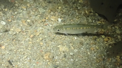 Opsariichthys evolans